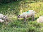 Charollais rammen en ooien, Dieren en Toebehoren, Schapen, Geiten en Varkens, Mannelijk, Schaap
