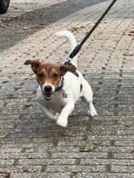 Jack-russel teefje van 7 maanden oud, Dieren en Toebehoren, Honden | Jack Russells en Terriërs, CDV (hondenziekte), Teef, Eén hond