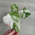 Monstera albo variegata kopstek, Huis en Inrichting, Kamerplanten, Overige soorten, Minder dan 100 cm, Ophalen of Verzenden, Halfschaduw