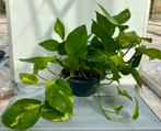 Epipremnum Aureum schaal 23, Huis en Inrichting, Kamerplanten, Ophalen of Verzenden, Cactus, Minder dan 100 cm
