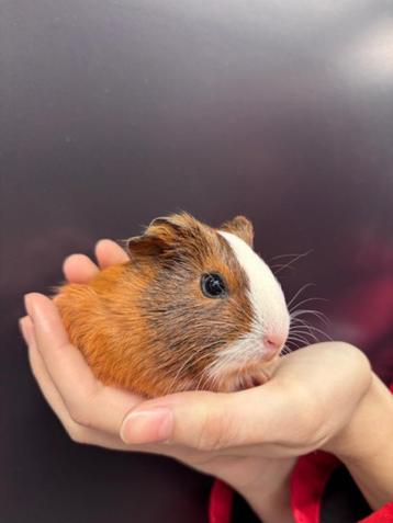 Jonge lieve cavia beertjes beschikbaar voor biedingen