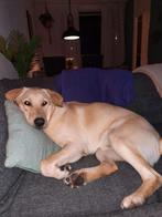 Lieve labrador/golden retriever, Golden retriever, Reu, CDV (hondenziekte), 1 tot 2 jaar