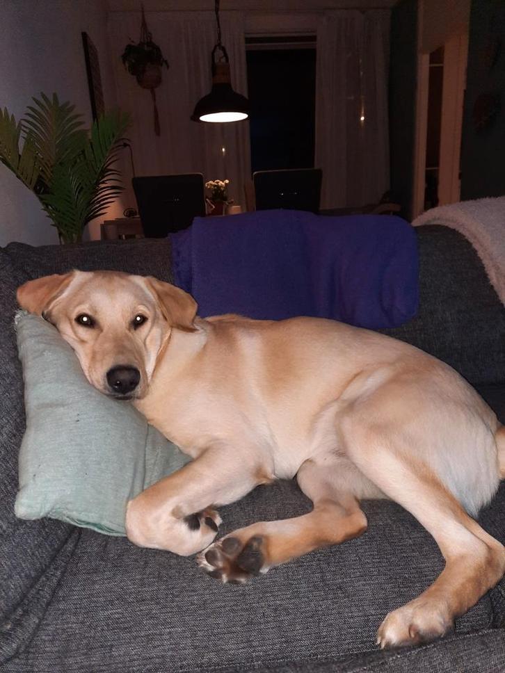 Lieve labrador/golden retriever, Dieren en Toebehoren, Honden | Retrievers, Spaniëls en Waterhonden, Reu, Golden retriever, Particulier