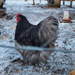 Brahma haan, Dieren en Toebehoren, Mannelijk, Kip