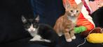 2 kittens willen samen blijven, Dieren en Toebehoren, Katten en Kittens | Overige Katten, Kater