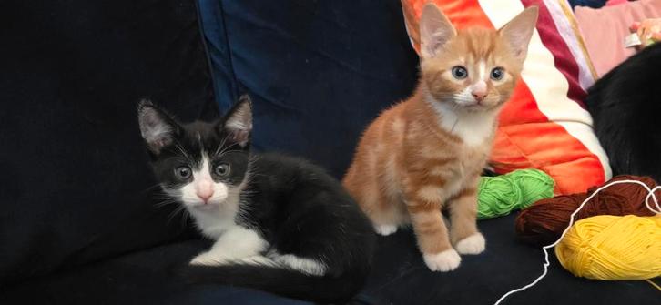 2 kittens willen samen blijven, Dieren en Toebehoren, Katten en Kittens | Overige Katten, Kater