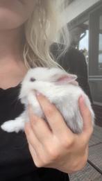 Teddy dwergkonijntjes te koop, Dieren en Toebehoren, Konijnen, Meerdere dieren, Dwerg, 0 tot 2 jaar