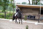 Lieve, eerlijke en talentvolle Connemara merrie te koop, Dieren en Toebehoren, Merrie, D pony (1.37m tot 1.48m), Dressuurpony