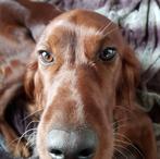 Ierse setter pups, 100% Ierse bloedlijn, Rabiës (hondsdolheid), 8 tot 15 weken, Meerdere, Meerdere dieren