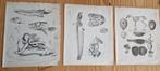 3 x antieke prent anatomie vis en hond. Skelet luguber, Ophalen of Verzenden