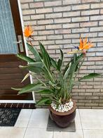 Strelitzia, Tuin en Terras, Ophalen, Overige soorten, Volle zon