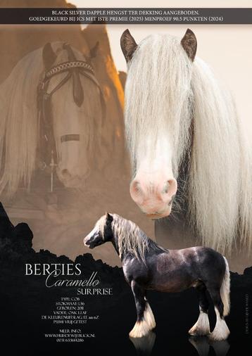 Black Silver Dapple Tinker Irish cob ter dekking beschikbaar voor biedingen