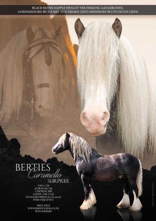 Black Silver Dapple Tinker Irish cob ter dekking, Dieren en Toebehoren, Paarden en Pony's | Dekhengsten en Fokmerries, Hengst