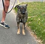 Lieve   F i o n a    ♀️    ter adoptie, Dieren en Toebehoren, Particulier, Rabiës (hondsdolheid), 1 tot 2 jaar, Buitenland