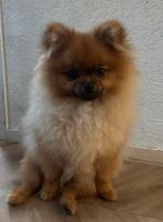 BEARFACE POMERIAAN puppy te koop!, Dieren en Toebehoren, Honden | Poolhonden, Keeshonden en Oertypen, Particulier, Rabiës (hondsdolheid)