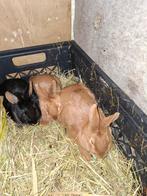 Hollander konijntjes., Dieren en Toebehoren, Knaagdieren, Meerdere dieren, Overige typen, Tam, Oktober