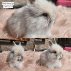Jonge teddy dwerg konijntjes raszuiver️ 13/05/25, Dieren en Toebehoren, Konijnen, Meerdere dieren, Dwerg, 0 tot 2 jaar
