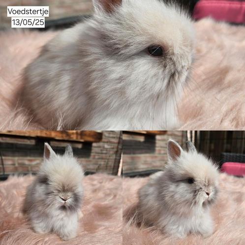 Jonge teddy dwerg konijntjes raszuiver️ 13/05/25, Dieren en Toebehoren, Konijnen, Dwerg, Meerdere dieren, 0 tot 2 jaar