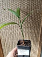 Archontophoenix Cunninghamniana, Huis en Inrichting, Palm, Ophalen of Verzenden, In pot, Minder dan 100 cm