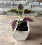 Siernetel stek in pot, Huis en Inrichting, Kamerplanten, Overige soorten, Ophalen of Verzenden, In pot, Minder dan 100 cm