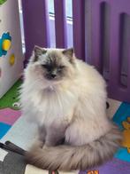 Gastgezin gezocht!, Dieren en Toebehoren, Poes