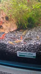 Garnalen, Kreeft, Krab of Garnaal