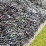 Zwarte grasjes te koop  (Ophiopogon planiscapus 'Niger), Ophalen, Vaste plant, Bodembedekkers, Halfschaduw