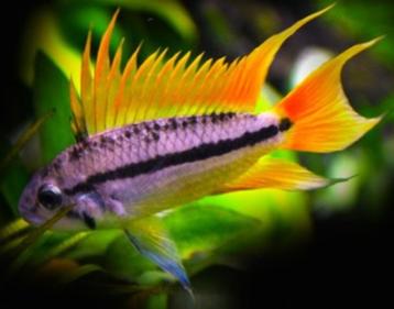 Nieuw binnen!!! grote koppels Apistogramma Cacatoides orange beschikbaar voor biedingen