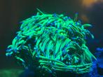 Torch koraal groene met paars/blauwe punten, Dieren en Toebehoren