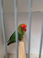 Taranta D groen man februari 2025 te koop, Dieren en Toebehoren, Vogels | Parkieten en Papegaaien, Mannelijk, Parkiet, Geringd