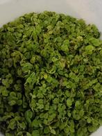 Salvinia drijfplanten, Dieren en Toebehoren, Vissen | Aquaria en Toebehoren, Ophalen, Plant(en), Steen of Hout