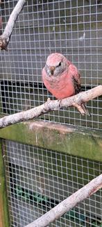 Jonge Roze Bourke Parkiet, Dieren en Toebehoren, Vogels | Parkieten en Papegaaien, Parkiet, Geringd