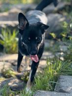 Lieve aanhankelijke jonge hond opzoek naar nieuw thuis, Dieren en Toebehoren, Honden | Herdershonden en Veedrijvers, Particulier