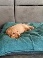 Engelse Cocker spaniel pups, Dieren en Toebehoren, Parvo, 8 tot 15 weken, Meerdere, Meerdere dieren