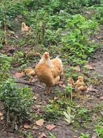 Wyandotte Hen met 8 Kuikens!, Vrouwelijk, Kip