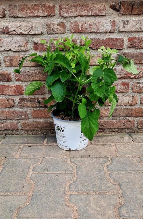 Hydrangea 'Strong Annabelle'🌱, Tuin en Terras, Planten | Tuinplanten, Overige soorten, Halfschaduw, Zomer, Ophalen