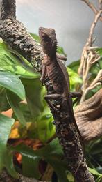 Stekelnekagaam zoekt nieuw huisje, Dieren en Toebehoren, Reptielen en Amfibieën, Schildpad, 0 tot 2 jaar