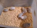 Jonge goudhamsters / Syrische hamsters langhaar, Dieren en Toebehoren, Knaagdieren, Juli, Vrouwelijk, Hamster