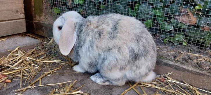 Hangoor konijn zoekt maatje, Dieren en Toebehoren, Konijnen, Klein, Mannelijk, 6 tot 8 jaar, Hangoor