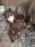 Kittens x britse korthaar, Dieren en Toebehoren, Katten en Kittens | Overige Katten, Meerdere dieren