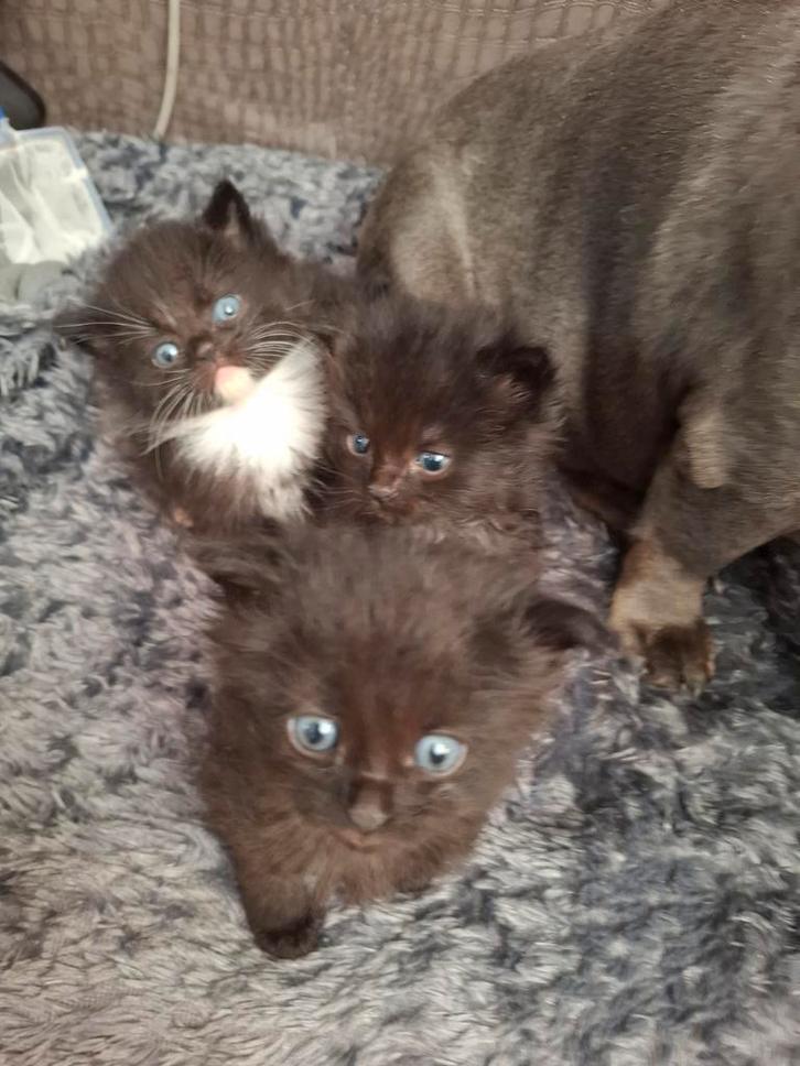Kittens x britse korthaar, Dieren en Toebehoren, Katten en Kittens | Overige Katten, Meerdere dieren