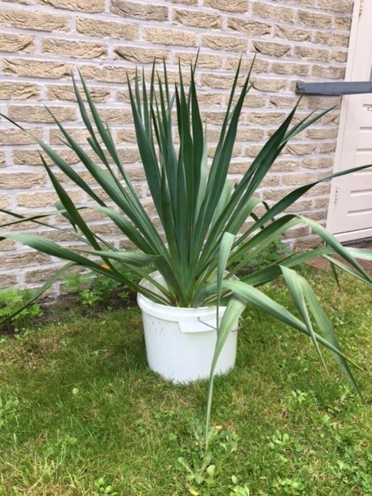 Yucca Palmlelie stekken, Tuin en Terras, Planten | Tuinplanten, Vaste plant, Overige soorten, Volle zon, Zomer, Ophalen