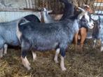 Dwerggeit bok blauwschimmel met tan CAE en CL-vrij, Dieren en Toebehoren, Schapen, Geiten en Varkens, Mannelijk, Geit, 0 tot 2 jaar