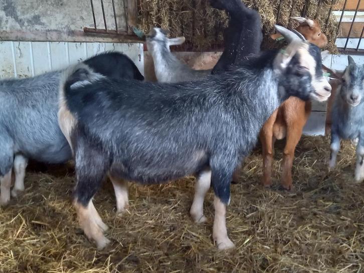 Dwerggeit bok blauwschimmel met tan CAE en CL-vrij, Dieren en Toebehoren, Schapen, Geiten en Varkens, Geit, Mannelijk, 0 tot 2 jaar
