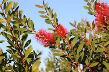 Callistemon citrinus Lampenpoetser exotisch winterhard  beschikbaar voor biedingen