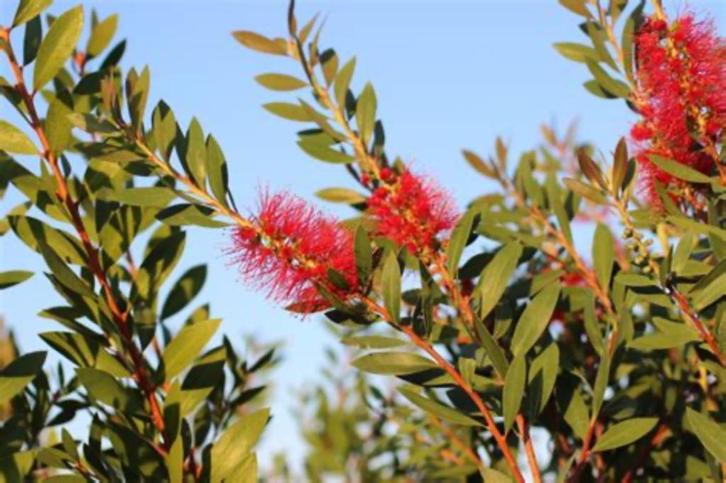 Callistemon citrinus Lampenpoetser exotisch winterhard, Tuin en Terras, Planten | Tuinplanten, Vaste plant, Overige soorten, Volle zon