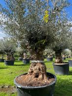 Hele mooie olijfboom met geleefde stam en prachtige kruin, In pot, Olijfboom, Lente, Volle zon