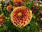 Dahlia’s – prachtige snijbloemen, Ophalen, Overige soorten, Minder dan 100 cm