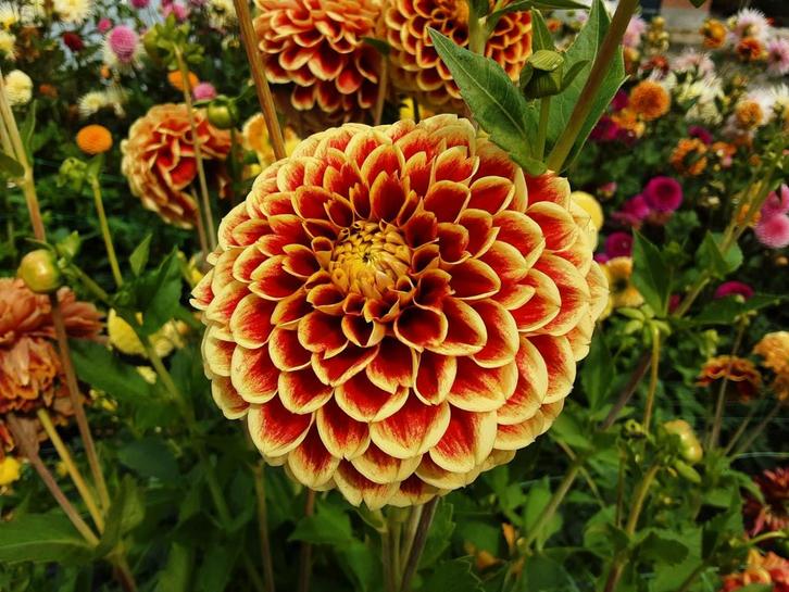 Dahlia’s – prachtige snijbloemen, Huis en Inrichting, Kamerplanten, Overige soorten, Minder dan 100 cm, Ophalen