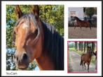 Schitterende Welsh pony, Dieren en Toebehoren, Met stamboom, Ruin, 3 tot 6 jaar, C pony (1.27m tot 1.37m)